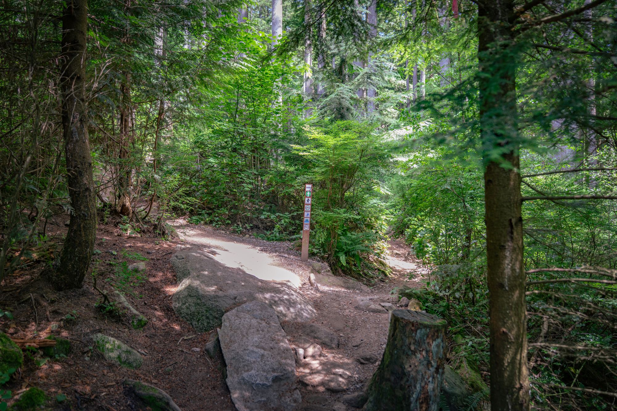 Forest trail in Port Moody with sunlight filtering through trees.